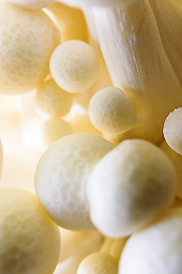 포토 JPG 해외이미지 식물 잡화 음식 줄기 백그라운드 채소 재료 자연 추상 건강 요리 동양인 사람없음 일본 중국 버섯 흰색 신선 그룹 약초 다발 유기농 날것 내추럴 곰팡이 식용 영양소 해외202004 해외포토 웰빙 아시아 컬러 무늬 인종 풀_식물 생태계 파일형식 이미지허브