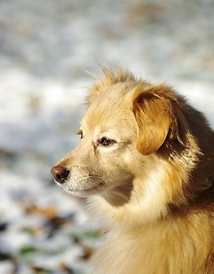 포토 JPG 해외이미지 동물 포유류 자연 털 사람없음 반려동물 갈색 개 강아지 송곳니 경보 동반자 충실 해외202004 해외포토 컬러 치아 생태계 파일형식 이미지허브