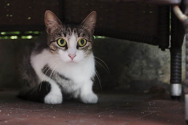 포토 JPG 해외이미지 1 응시 포즈 오렌지 장난 포유류 휴식 수염 사람없음 반려동물 줄무늬 흰색 닫기 작음 꼬리 얼룩무늬 스트라이크 차단 해외202004 해외포토 동물 시선 컬러 컨셉 무늬 과일 모션 크기 파일형식 이미지허브