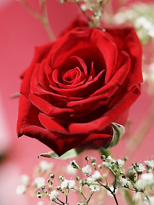 포토 JPG 해외이미지 꽃 사랑 사람없음 장미 해외202004 해외포토 식물 감정 파일형식 이미지허브