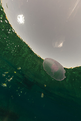 포토 JPG 해외이미지 식물 동물 모래 바다 백그라운드 자연 표면 어류 풍경 사람없음 물 파란색 컬러풀 햇빛 태양 바닷속 수중 광선 산호 아래 장면 암초 해파리 깊이 소금물 이국적 침몰 파라다이스 해외202004 해외포토 자연요소 컬러 수중동물 자포동물 방향 생태계 위치 파일형식 이미지허브