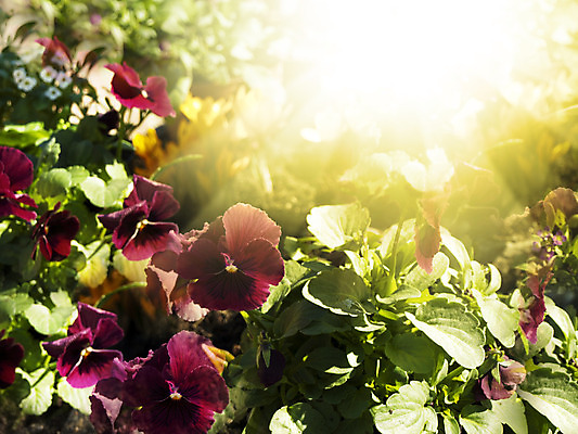 포토 JPG 해외이미지 식물 계절 꽃 백그라운드 꽃무늬 자연 사람없음 장식 컬러풀 정원 맑음 보라색 봄 벚꽃 개화 제비꽃 원예 내추럴 비올라 해외202004 해외포토 컬러 무늬 날씨 취미 생태계 파일형식 찰현악기 이미지허브