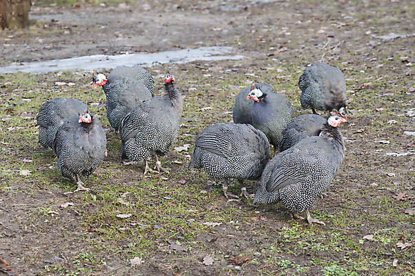 포토 JPG 해외이미지 아프리카 조류 사람없음 그룹 해외202004 해외포토 동물 나라 파일형식 이미지허브