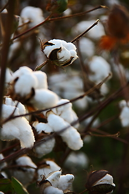 포토 JPG 해외이미지 식물 손 꽃 산업 밭 농업 공 자연 하늘 사람없음 파란색 농작물 농장 수확 성장 흰색 직물 면 닫기 수집 유기농 부드러움 섬유 솜털 남쪽 내추럴 밭일 숙성 세련 해외202004 해외포토 웰빙 컬러 모션 신체부위 감각 방향 생태계 파일형식 이미지허브