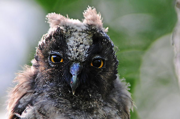 포토 JPG 해외이미지 응시 청소년 앉기 사람없음 봄 호기심 부엉이 해외202004 해외포토 시선 계절 감정 컨셉 모션 조류 사람 파일형식 이미지허브