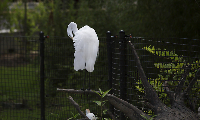 포토 JPG 해외이미지 동물 호수 야생동물 자연 조류 멕시코 사람없음 야외 물 환경 미국 흰색 연못 우아함 습지 콜롬비아 큼 왜가리 깃털 기중기 부리 벨리즈 장면 브라질 아르헨티나 경보 과테말라 니카라과 베네수엘라 볼리비아 온두라스 파나마 페루 플로리다 해외202004 해외포토 자연요소 컬러 컨셉 북아메리카 아메리카 중장비 남아메리카 중앙아메리카 크기 생태계 파일형식 이미지허브