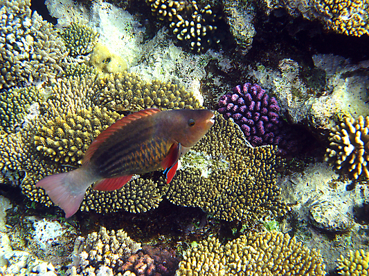 포토 JPG 해외이미지 바다 자연 휴가 휴식 바닥 이집트 어류 사람없음 빨간색 물 여름 수중 스노클링 산호 암초 깊이 이국적 해외202004 해외포토 자연요소 계절 컬러 컨셉 아프리카 수중동물 수상스포츠 자포동물 생태계 파일형식 이미지허브