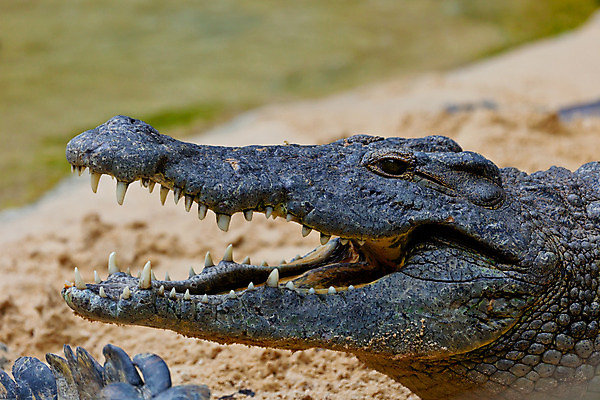 포토 JPG 해외이미지 동물 접시 야생동물 파충류 아프리카 자연 생물 동물원 저울 사람없음 가로 물 머리 입 치아 위험 큼 가죽 사파리 피부 묘사 육식동물 악어 사냥꾼 서식지 남쪽 내추럴 몬스터 힘찬 해외202004 해외포토 자연요소 직업 식기 나라 컨셉 신체부위 소화기관 크기 방향 생태계 파일형식 이미지허브