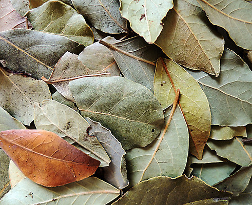 포토 JPG 해외이미지 식물 계절 문화 음식 백그라운드 잎 재료 자연 건조 건강 요리 사람없음 초록색 주방 정원 요리사 신선 만 고명 양념 조미료 맛 지중해 먹기 허브 향신료 묘사 준비 유기농 아로마 향 레시피 상록수 월계수 해외202004 해외포토 직업 웰빙 바다 컬러 컨셉 모션 생태계 향미료 파일형식 이미지허브