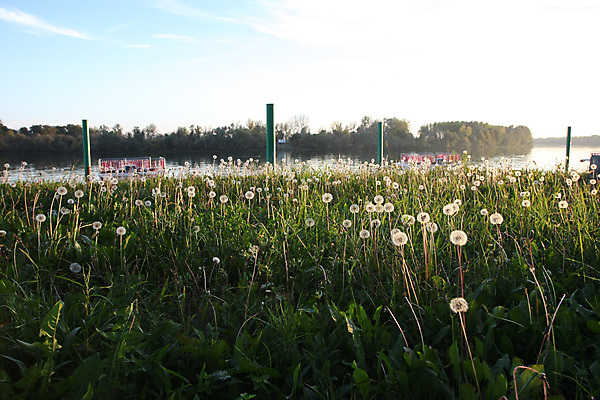 포토 JPG 해외이미지 꽃 자연 하늘 파노라마 그림자 사람없음 야외 초록색 물 파란색 빛 강 컬러풀 환경 가을 숲 세르비아 해외202004 해외포토 자연요소 식물 계절 컬러 촬영기법 생태계 파일형식 이미지허브