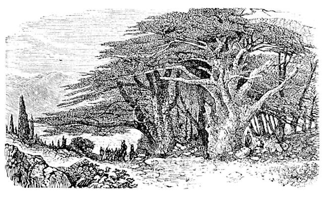 EPS 해외이미지 나무 잎 일러스트 자연 미술 야외 목재 초록색 여름 정원 검은색 고요 수확 골동품 성장 흰색 나뭇가지 소나무 숲 인쇄 그림 상록수 침엽수 판화 내추럴 삼나무 옛날 해외202004 해외일러스트 식물 계절 컬러 농업 재료 문화예술 생태계 파일형식 벡터 이미지허브