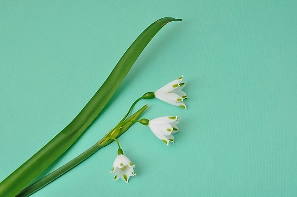 포토 JPG 해외이미지 스튜디오촬영 꽃잎 꽃 줄기 잎 사람없음 신선 해외202004 해외포토 식물 실내 파일형식 이미지허브