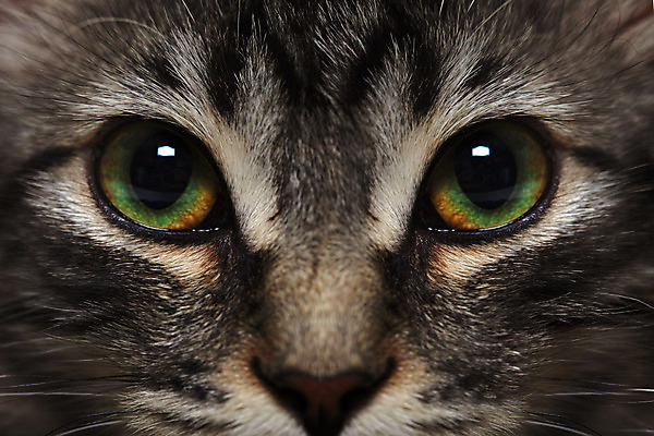 포토 JPG 해외이미지 스튜디오촬영 동물 1 새끼 백그라운드 털 앉기 사람없음 반려동물 귀여움 고양이 흰색 아기 달콤 작음 흰배경 고립 기르기 유래 해외202004 해외포토 컬러 컨셉 포유류 모션 실내 사람 맛 크기 돌봄 파일형식 이미지허브