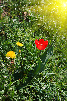 포토 JPG 해외이미지 식물 계절 꽃 밭 자연 하늘 사람없음 야외 빨간색 초록색 여름 파란색 컬러풀 햇빛 태양 노란색 정원 봄 튤립 벚꽃 침대 고독 민들레 수선화 해외202004 해외포토 자연요소 감정 컬러 가구 농업 생태계 파일형식 이미지허브