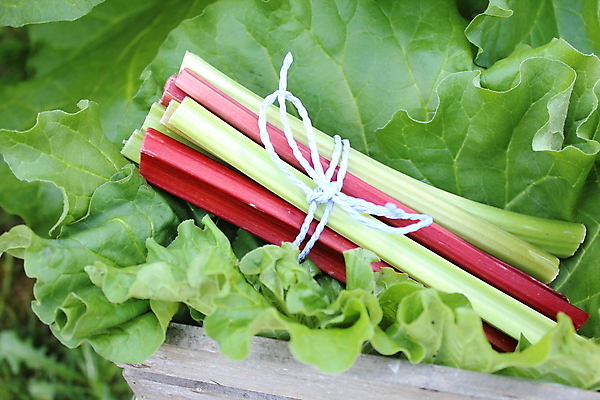 포토 JPG 해외이미지 음식 농업 과일 디저트 건강 요리 사람없음 정원 시골 달콤 다발 유기농 채식주의자 비건 해외202004 해외포토 웰빙 산업 맛 채식 파일형식 이미지허브