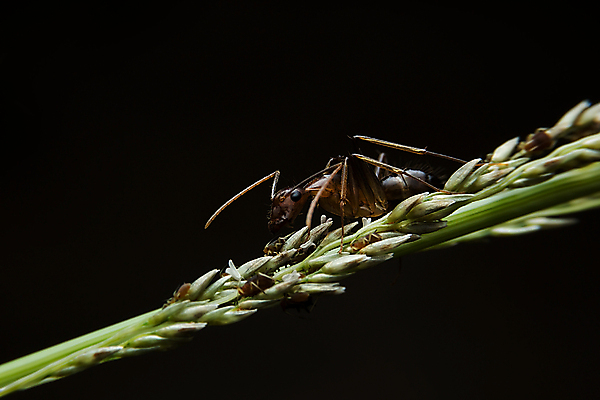 포토 JPG 해외이미지 동물 곤충 태국 자연 사람없음 빛 검은색 고요 개미 내추럴 해외202004 해외포토 아시아 컬러 생태계 파일형식 이미지허브