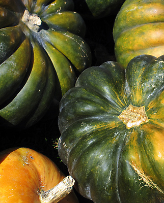 포토 JPG 해외이미지 채소 과일 호박 사람없음 농작물 컬러풀 수확 원형 다발 수집 서식 스쿼시 제비 많음 해외202004 해외포토 도형 스포츠 컬러 컨셉 농업 조류 구기 파일형식 이미지허브