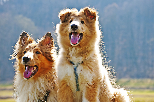 포토 JPG 해외이미지 동물 새끼 백그라운드 2 밭 포유류 털 사탕 앉기 사람없음 빨간색 반려동물 갈색 머리카락 양치기 닫기 개 강아지 문학 송곳니 유래 스코틀랜드 순종 해외202004 해외포토 직업 컬러 농업 모션 디저트 영국 머리 치아 왕 파일형식 이미지허브