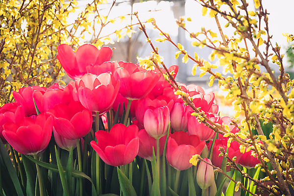 포토 JPG 해외이미지 식물 꽃잎 꽃 분홍색 꽃다발 백그라운드 잎 꽃무늬 밭 자연 사람없음 장식 빨간색 초록색 컬러풀 노란색 환경 정원 보라색 침묵 봄 튤립 벚꽃 흰색 신선 우아함 선택 네덜란드 원예 초대 고립 많음 해외202004 해외포토 계절 유럽 컬러 컨셉 무늬 농업 취미 소리 생태계 파일형식 이미지허브