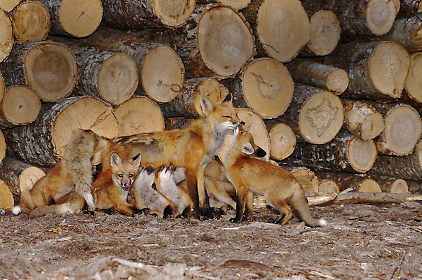 포토 JPG 해외이미지 주간 야생동물 새끼 여러마리 가족 사람없음 야외 어미 통나무 여우 수유 해외202004 옹기종기 해외포토 자연요소 나무 동물 다수 컨셉 포유류 관계 파일형식 이미지허브