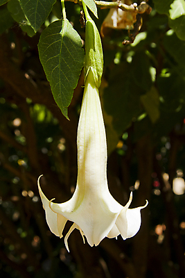 포토 JPG 해외이미지 나무 식물 드레스 옷 꽃잎 꽃 그림자 사람없음 장미 정원 검은색 흰색 향수 순수 서식 생물학 향기 꽃가루 완전 해외202004 해외포토 교육 컬러 컨셉 화장품 가루 냄새 파일형식 이미지허브