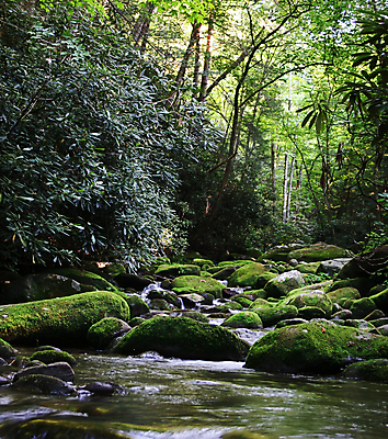 포토 JPG 해외이미지 잎 자연 이끼 풍경 사람없음 야외 초록색 물 파란색 강 달리기 평화 폭포 젖음 촉촉함 흐름 개울 황무지 급류 떨어짐 매끈함 숲 열대우림 부드러움 암초 내추럴 생태학 양치류 해외202004 해외포토 자연요소 식물 교육 컬러 컨셉 모션 감각 생태계 파일형식 이미지허브