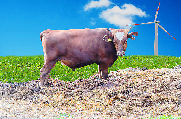 포토 JPG 해외이미지 동물 농업 하늘 바람 뿔 사람없음 초록색 농경지 갈색 환경 가축 힘 소고기 에너지 농촌 소 그린에너지 풍력에너지 유기농 황소 생물학 생태학 해외202004 해외포토 자연요소 웰빙 교육 산업 컬러 포유류 날씨 육류 농장 시골 파일형식 이미지허브