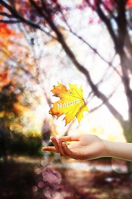 JPG 나무 식물 편집 편집이미지 손 나뭇잎 사람 아웃포커스 신체부위 합성 디지털아트 편집실사 잎 촬영기법 CG 파일형식