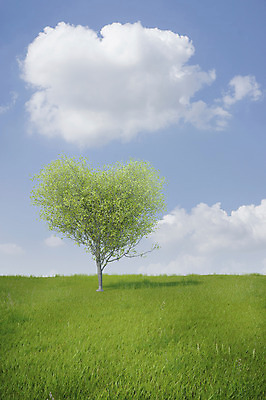 JPG 주간 나무 식물 구름 편집 편집이미지 자연 하늘 잔디 사람없음 야외 하트 합성 디지털아트 편집실사 자연요소 모양 CG 생태계 파일형식