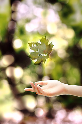 JPG 편집 편집이미지 손 자연 나뭇잎 사람 신체부위 합성 보케 디지털아트 편집실사 잎 CG 생태계 파일형식