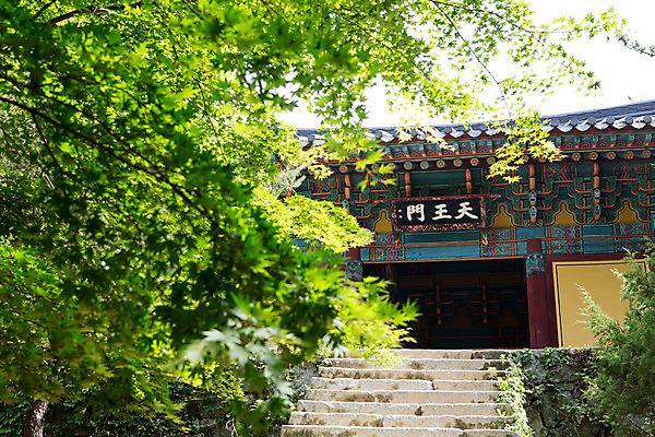 포토 JPG 주간 나무 식물 한국문화 계절 종교 고건축 불교 한국건축 한국 풍경 사람없음 야외 여름 계단 여름풍경 문화재 사찰 경상북도 과거 부석사 영주 국내포토 자연요소 동양문화 건축물 건축 아시아 컨셉 종교건축 경상도 파일형식 여름_계절