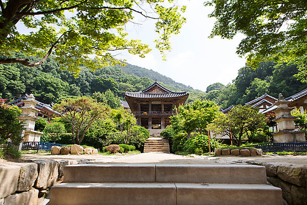 포토 JPG 주간 나무 식물 한국문화 계절 종교 고건축 불교 한국건축 한국 풍경 사람없음 야외 여름 탑 여름풍경 문화재 사찰 경상북도 과거 부석사 영주 국내포토 자연요소 동양문화 건축물 건축 아시아 컨셉 종교건축 경상도 파일형식 여름_계절
