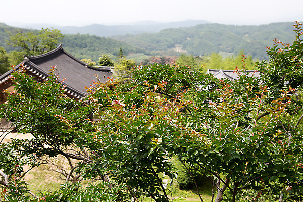 포토 JPG 주간 나무 식물 한국문화 계절 종교 불교 한국 풍경 사람없음 야외 여름 여름풍경 문화재 사찰 경상북도 과거 부석사 영주 국내포토 자연요소 동양문화 아시아 컨셉 종교건축 경상도 파일형식 여름_계절