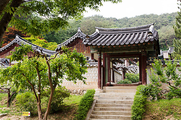 포토 JPG 주간 나무 식물 한국문화 계절 고건축 유적 한국건축 자연 한국 풍경 사람없음 야외 여름 계단 여름풍경 문화재 과거 도산서원 서원 안동 국내포토 자연요소 동양문화 전통 건축물 건축 아시아 컨셉 경상북도 생태계 파일형식 여름_계절