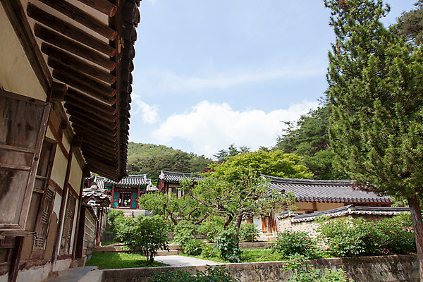 포토 JPG 주간 나무 식물 구름 한국문화 계절 고건축 유적 한국건축 자연 하늘 한국 풍경 사람없음 야외 여름 여름풍경 문화재 과거 도산서원 서원 안동 국내포토 자연요소 동양문화 전통 건축물 건축 아시아 컨셉 경상북도 생태계 파일형식 여름_계절