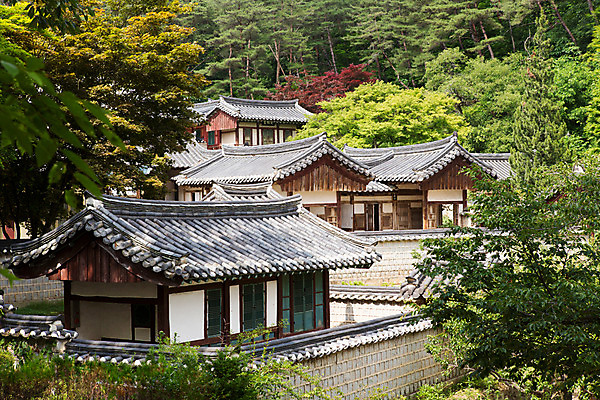포토 JPG 주간 나무 식물 한국문화 계절 고건축 유적 한국건축 자연 한국 돌담 풍경 사람없음 야외 여름 여름풍경 문화재 과거 도산서원 서원 안동 국내포토 자연요소 동양문화 전통 건축물 건축 아시아 컨셉 담장 돌_바위 경상북도 생태계 파일형식 여름_계절