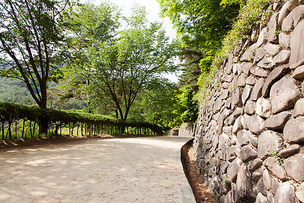 포토 JPG 주간 나무 식물 한국문화 계절 길 유적 한국건축 자연 한국 돌담 풍경 사람없음 야외 여름 여름풍경 문화재 과거 도산서원 안동 국내포토 자연요소 동양문화 전통 건축 아시아 컨셉 담장 돌_바위 경상북도 생태계 서원 파일형식 여름_계절