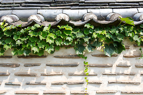 포토 JPG 주간 식물 한국문화 계절 배경화면 백그라운드 유적 한국건축 한국 돌담 기와 풍경 사람없음 야외 여름 담장 여름풍경 문화재 덩굴 과거 서원 안동 병산서원 고택 국내포토 자연요소 동양문화 전통 건축물 건축 아시아 컨셉 돌_바위 경상북도 파일형식 여름_계절