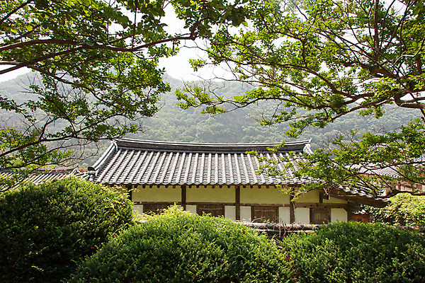 포토 JPG 주간 나무 식물 한국문화 계절 고건축 유적 한국건축 하늘 한국 풍경 사람없음 야외 여름 여름풍경 문화재 과거 서원 안동 병산서원 고택 국내포토 자연요소 동양문화 전통 건축물 건축 아시아 컨셉 경상북도 파일형식 여름_계절