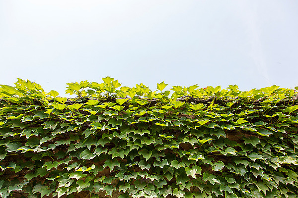 포토 JPG 주간 식물 계절 유적 하늘 한국 돌담 풍경 사람없음 야외 여름 여름풍경 덩굴 과거 안동 병산서원 국내포토 자연요소 전통 아시아 컨셉 담장 돌_바위 경상북도 서원 파일형식 여름_계절