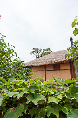 포토 JPG 주간 식물 한국문화 계절 고건축 한국건축 하늘 한국 풍경 사람없음 야외 여름 여름풍경 문화재 덩굴 과거 안동 하회마을 국내포토 자연요소 동양문화 건축물 건축 아시아 컨셉 경상북도 파일형식 여름_계절