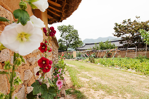 포토 JPG 주간 나무 식물 한국문화 계절 꽃 고건축 한국건축 한국 풍경 사람없음 야외 여름 여름풍경 문화재 과거 광복절 안동 하회마을 국내포토 자연요소 동양문화 건축물 건축 아시아 컨셉 공휴일 경상북도 국경일 파일형식 여름_계절