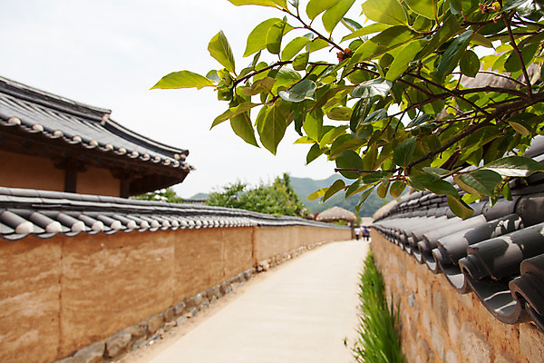 포토 JPG 주간 나무 식물 한국문화 계절 길 고건축 한국건축 하늘 한국 돌담 기와 풍경 사람없음 야외 여름 여름풍경 원근감 문화재 과거 안동 하회마을 국내포토 자연요소 동양문화 건축물 건축 아시아 뷰포인트 컨셉 담장 돌_바위 경상북도 파일형식 여름_계절