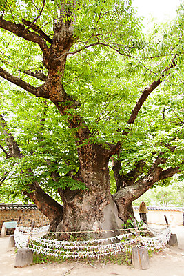 포토 JPG 주간 나무 식물 한국문화 계절 한국 풍경 사람없음 야외 여름 여름풍경 문화재 과거 안동 하회마을 삼신당 국내포토 자연요소 동양문화 아시아 컨셉 경상북도 파일형식 여름_계절