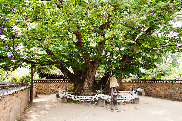 포토 JPG 주간 나무 식물 한국문화 계절 한국 돌담 풍경 사람없음 야외 여름 여름풍경 문화재 과거 장승 안동 하회마을 삼신당 국내포토 자연요소 동양문화 아시아 컨셉 담장 돌_바위 경상북도 파일형식 여름_계절