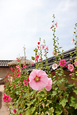 포토 JPG 주간 한국문화 계절 꽃 한국 풍경 사람없음 야외 여름 여름풍경 문화재 덩굴 과거 광복절 안동 접시꽃 하회마을 국내포토 자연요소 식물 동양문화 아시아 컨셉 공휴일 경상북도 국경일 파일형식 여름_계절