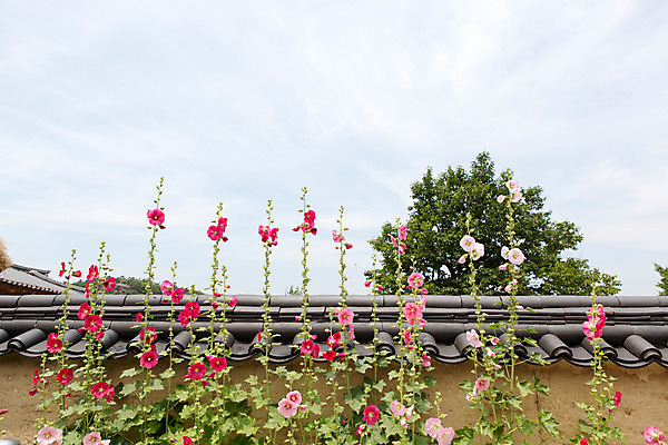 포토 JPG 주간 나무 식물 한국문화 계절 꽃 고건축 한국건축 하늘 한국 돌담 기와 풍경 사람없음 야외 여름 여름풍경 문화재 과거 광복절 안동 접시꽃 하회마을 국내포토 자연요소 동양문화 건축물 건축 아시아 컨셉 공휴일 담장 돌_바위 경상북도 국경일 파일형식 여름_계절