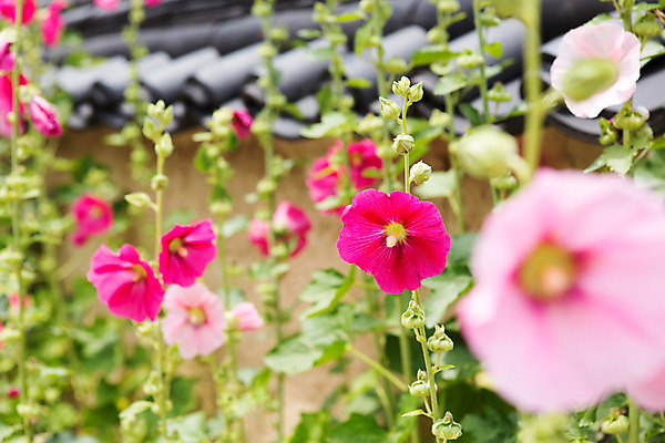 포토 JPG 주간 식물 한국문화 계절 꽃 한국 기와 풍경 사람없음 야외 여름 여름풍경 과거 광복절 안동 접시꽃 하회마을 국내포토 자연요소 동양문화 아시아 컨셉 공휴일 경상북도 국경일 파일형식 여름_계절