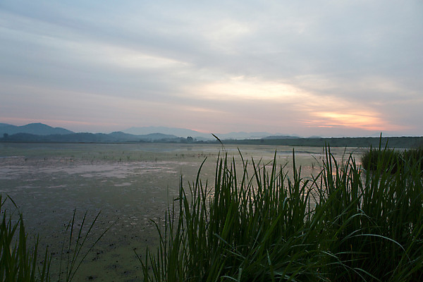 포토 JPG 주간 구름 한국문화 계절 자연 하늘 한국 풍경 사람없음 야외 여름 일출 여름풍경 풀 습지 경상남도 상쾌 우포늪 창녕 국내포토 자연요소 식물 동양문화 감정 아시아 노을 경상도 생태계 파일형식 여름_계절