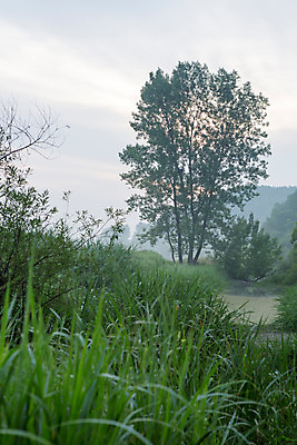 포토 JPG 주간 나무 식물 한국문화 계절 자연 하늘 한국 풍경 사람없음 야외 여름 일출 여름풍경 풀 습지 경상남도 상쾌 우포늪 창녕 국내포토 자연요소 동양문화 감정 아시아 노을 경상도 생태계 파일형식 여름_계절